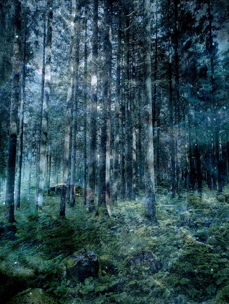 Enchanted Dark Forest art print by Angelo Cerantola for $57.95 CAD