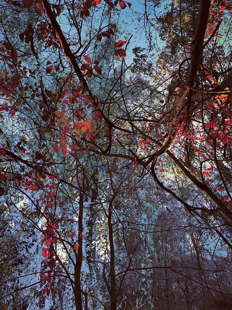 Vibrant Autumn Canopy art print by Angelo Cerantola for $57.95 CAD
