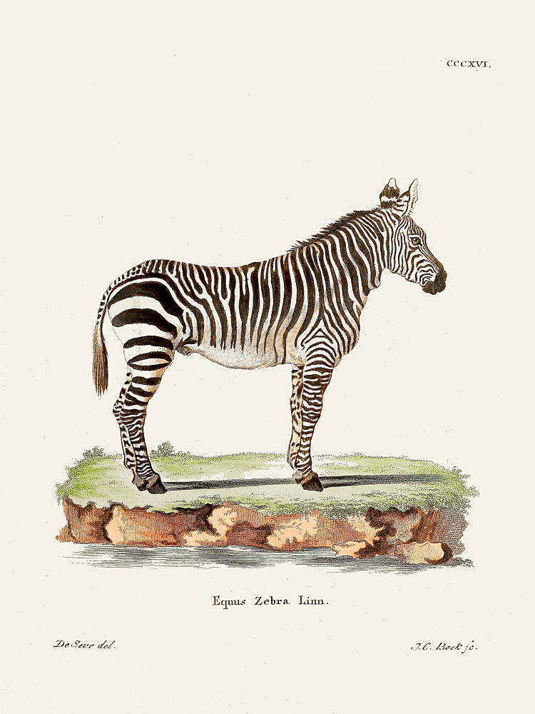 Zebra from Die Saugthiere 1778 1855 by Johann Christian Daniel von Schreber. art print by Johann Christian Daniel von Schreber for $57.95 CAD