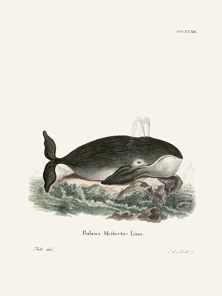 Bowhead Whale by Johann Christian Daniel von Schreber. art print by Johann Christian Daniel von Schreber for $57.95 CAD