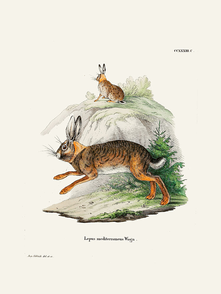 Cape Hare by Johann Christian Daniel von Schreber. art print by Johann Christian Daniel von Schreber for $57.95 CAD