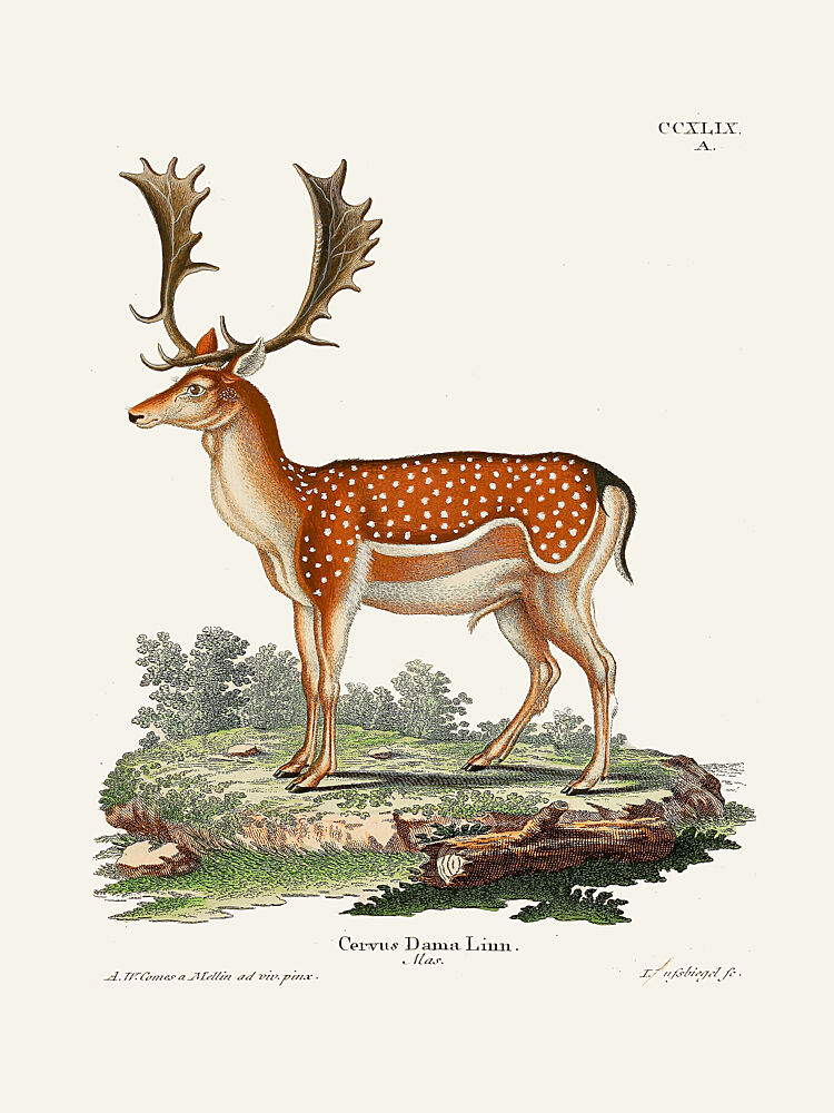 European Fallow Deer by Johann Christian Daniel von Schreber. art print by Johann Christian Daniel von Schreber for $57.95 CAD