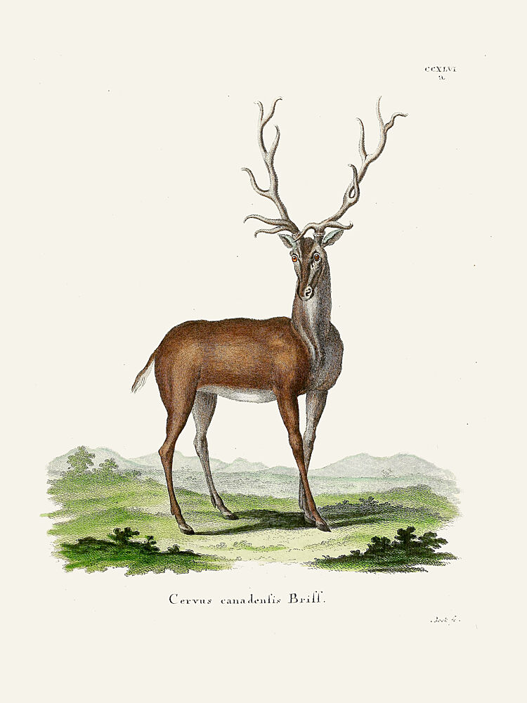 Elk by Johann Christian Daniel von Schreber. art print by Johann Christian Daniel von Schreber for $57.95 CAD
