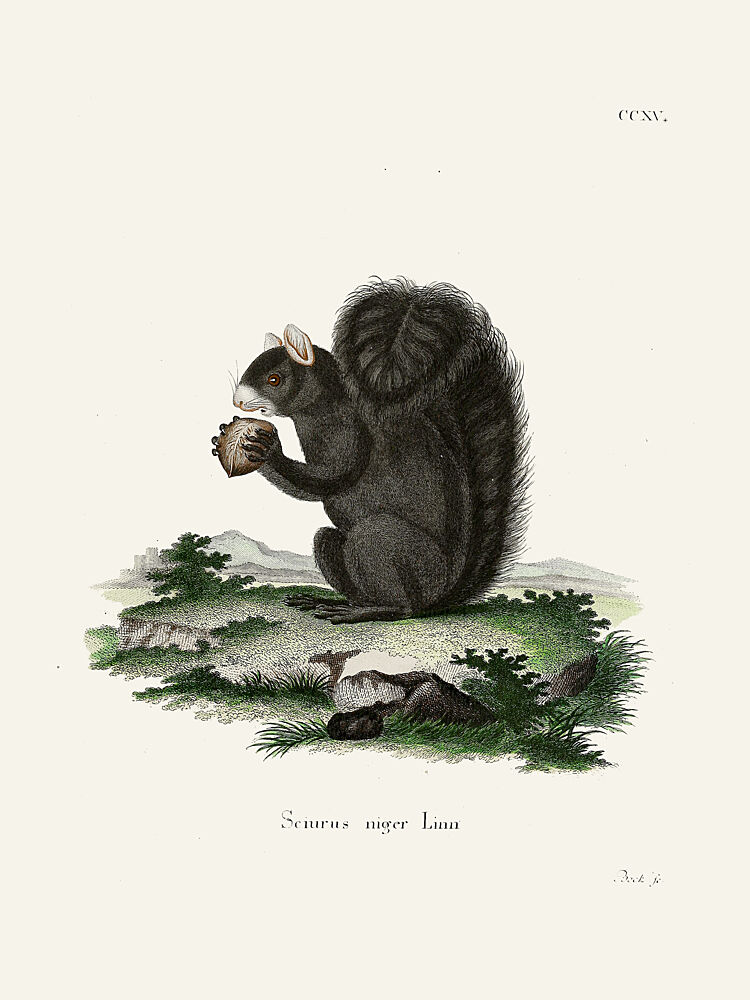 Fox Squirrel by Johann Christian Daniel von Schreber. art print by Johann Christian Daniel von Schreber for $57.95 CAD