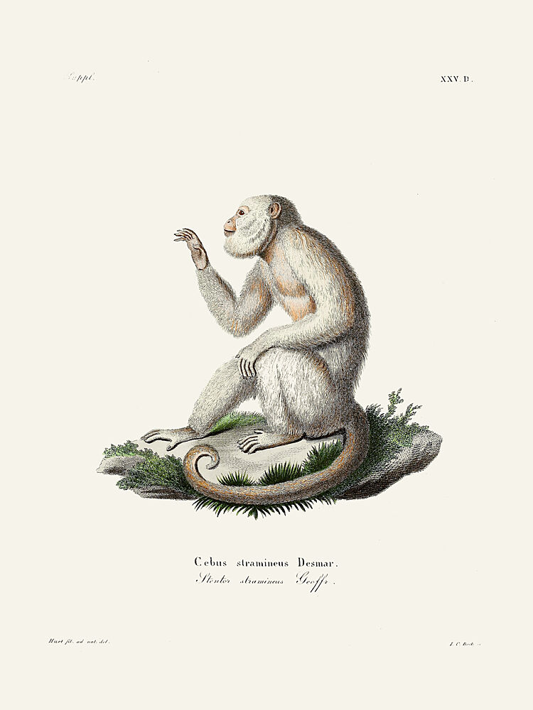 Gracile Capuchin Monkey by Johann Christian Daniel von Schreber. art print by Johann Christian Daniel von Schreber for $57.95 CAD