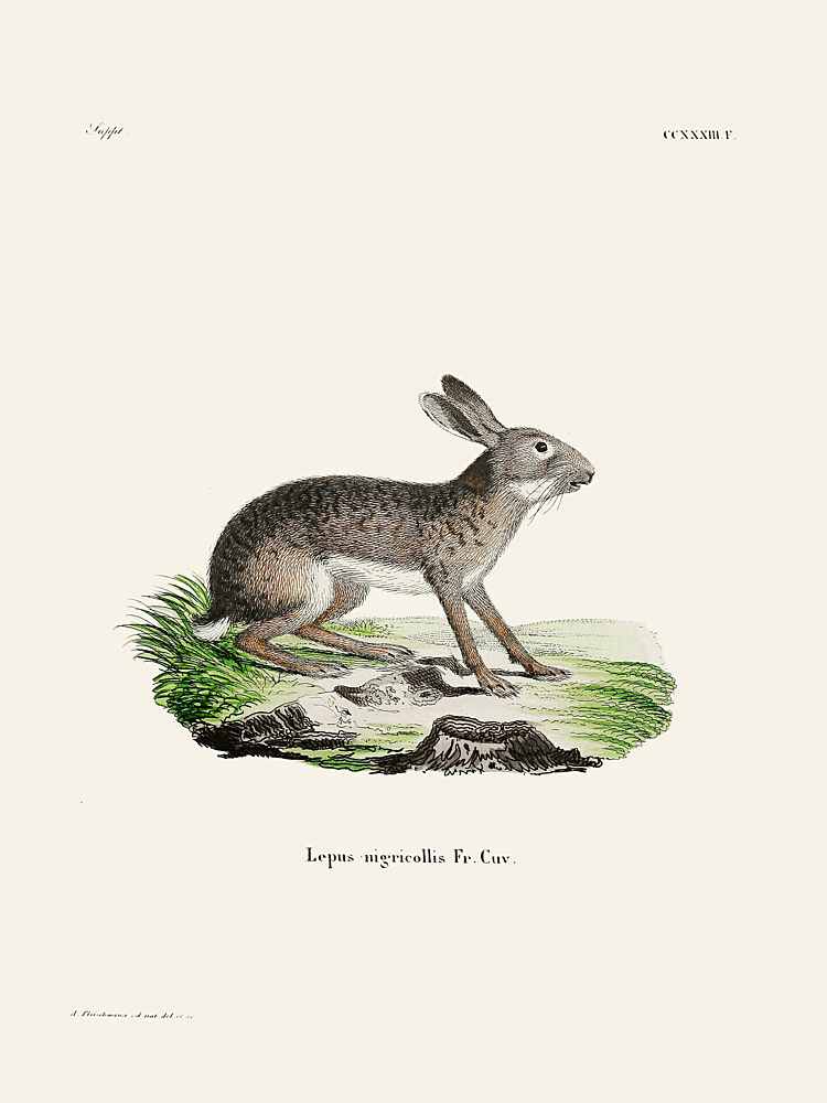 Indian Hare by Johann Christian Daniel von Schreber. art print by Johann Christian Daniel von Schreber for $57.95 CAD