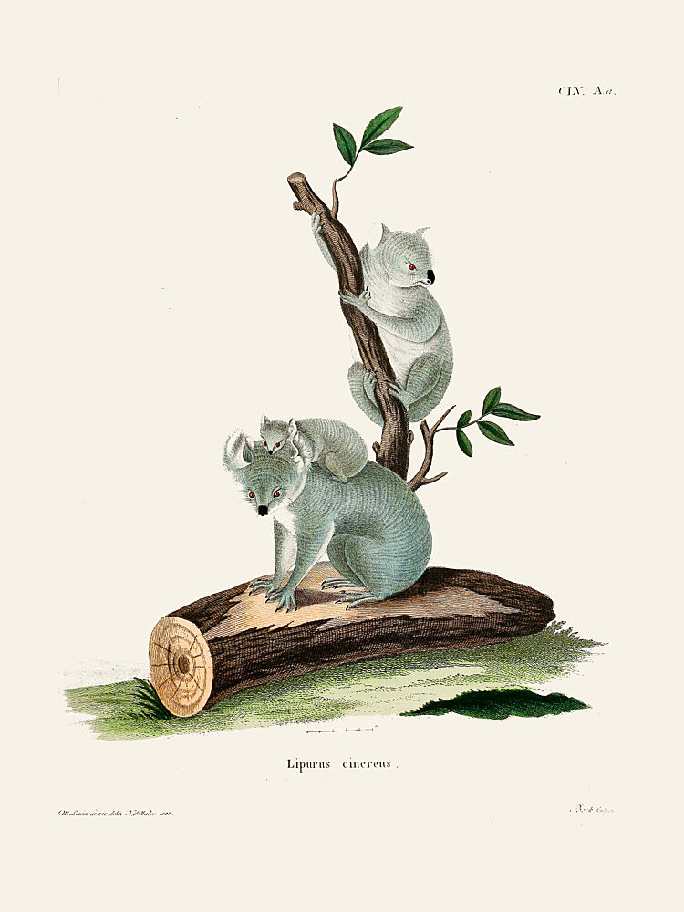 Koala by Johann Andreas Wagener art print by Johann Christian Daniel von Schreber for $57.95 CAD