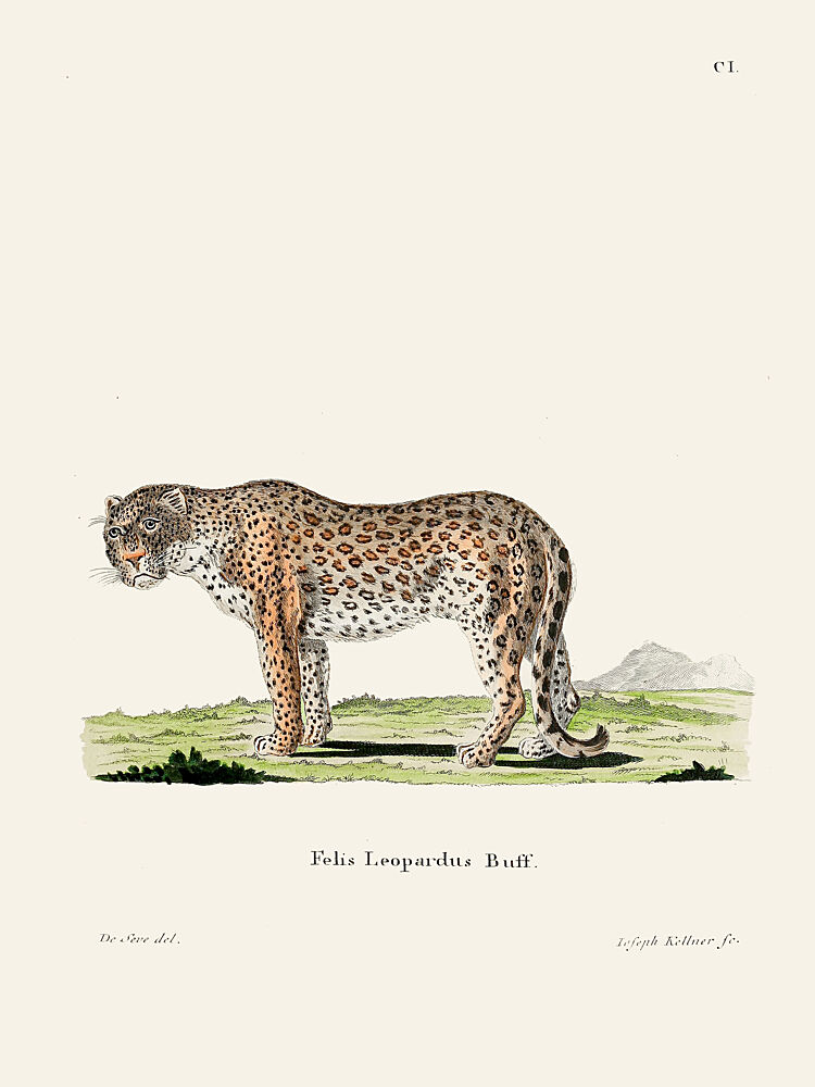 Leopard by Johann Andreas Wagener art print by Johann Christian Daniel von Schreber for $57.95 CAD
