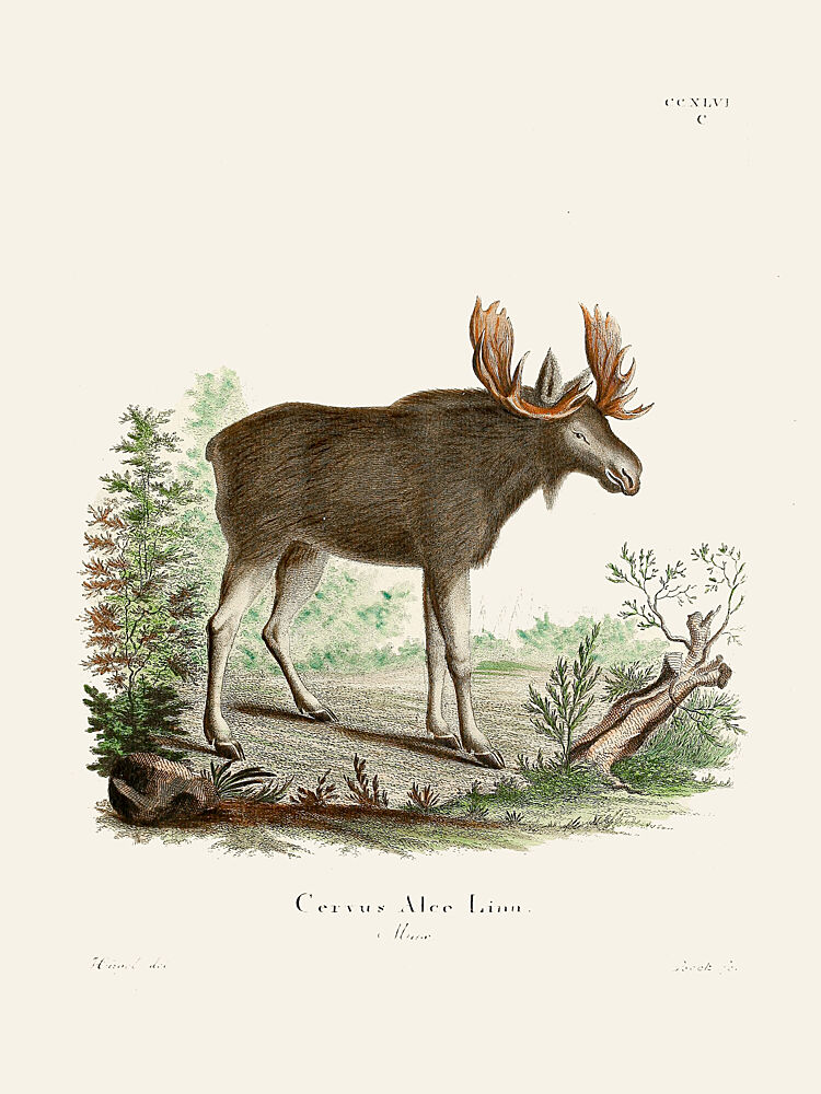 Moose by Johann Christian Daniel von Schreber. art print by Johann Christian Daniel von Schreber for $57.95 CAD