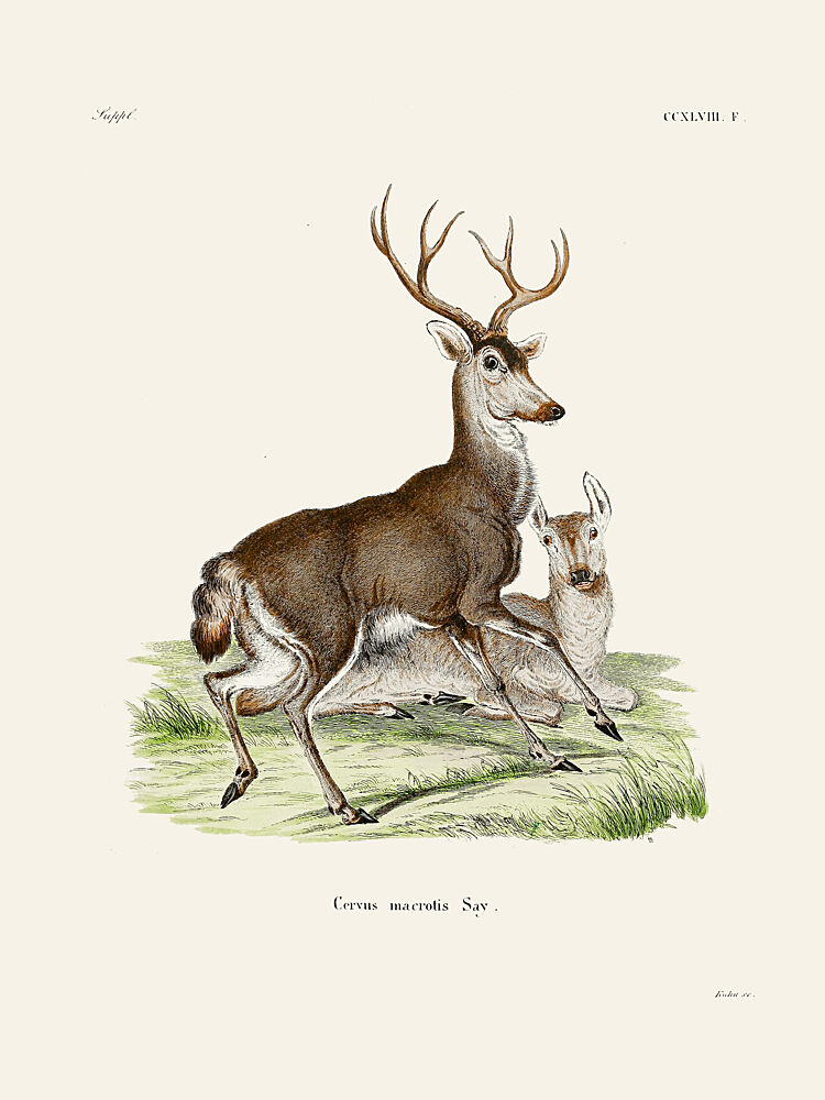 Mule Deer by Johann Christian Daniel von Schreber. art print by Johann Christian Daniel von Schreber for $57.95 CAD