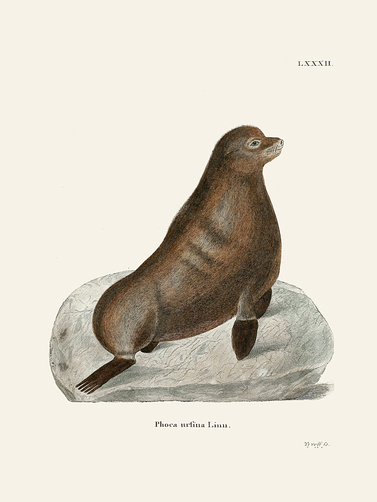 Northern Fur Seal by Johann Christian Daniel von Schreber. art print by Johann Christian Daniel von Schreber for $57.95 CAD