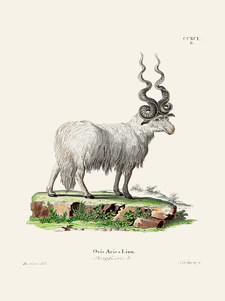Ovis Aries by Johann Andreas Wagener and Johann Christian Daniel von Schreber. art print by Johann Christian Daniel von Schreber for $57.95 CAD