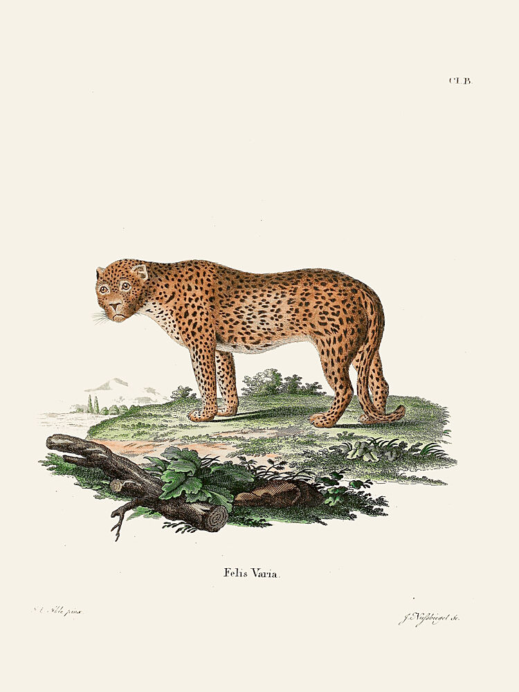 Panther by Johann Christian Daniel von Schreber. art print by Johann Christian Daniel von Schreber for $57.95 CAD