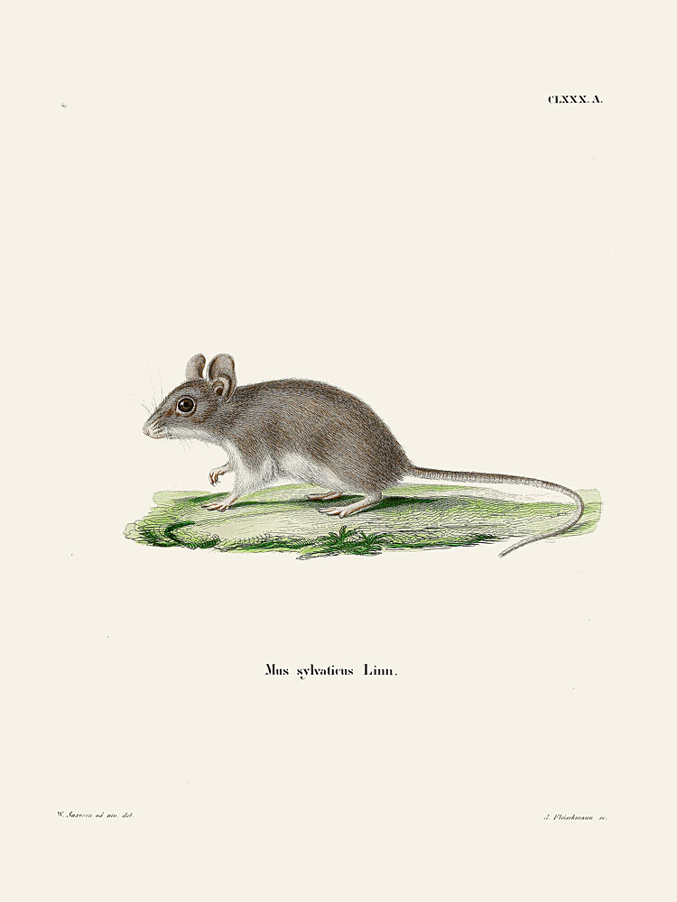 Rat by Johann Christian Daniel von Schreber art print by Johann Christian Daniel von Schreber for $57.95 CAD