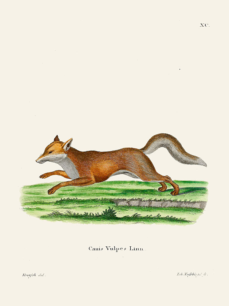 Red Fox by Johann Christian Daniel von Schreber. art print by Johann Christian Daniel von Schreber for $57.95 CAD