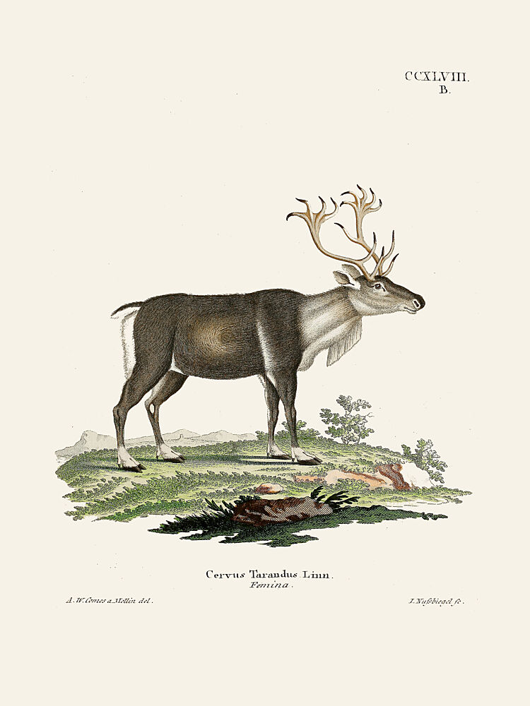 Reindeer by Johann Andreas Wagener and Johann Christian Daniel von Schreber. art print by Johann Christian Daniel von Schreber for $57.95 CAD