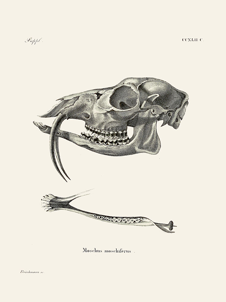 Siberian Musk Deer by Johann Andreas Wagener and Johann Christian Daniel von Schreber. art print by Johann Christian Daniel von Schreber for $57.95 CAD