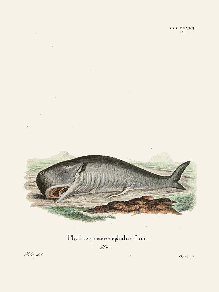Sperm Whalejohann Andreas Wagener and Johann Christian Daniel von Schreber. art print by Johann Christian Daniel von Schreber for $57.95 CAD