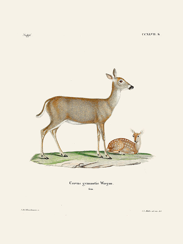 Virginian Deer 1778 1855 by Johann Andreas Wagener and Johann Christian Daniel von Schreber. art print by Johann Christian Daniel von Schreber for $57.95 CAD