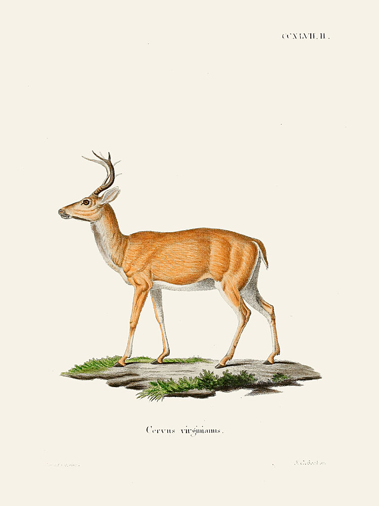 Virginian Deer by Johann Christian Daniel von Schreber. Copy art print by Johann Christian Daniel von Schreber for $57.95 CAD