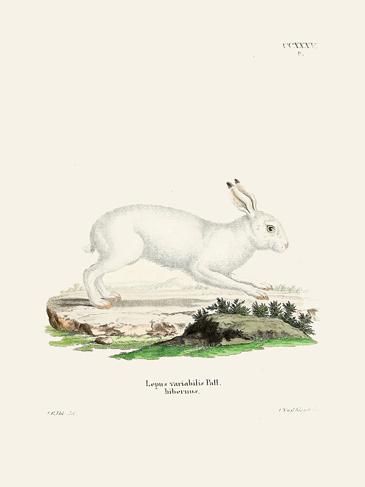 White Hare by Johann Christian Daniel von Schreber art print by Johann Christian Daniel von Schreber for $57.95 CAD