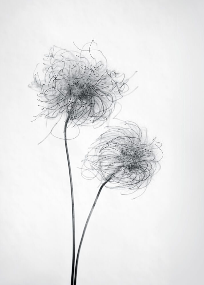 Wispy Seed Heads art print by Lotte Gronkjaer for $57.95 CAD