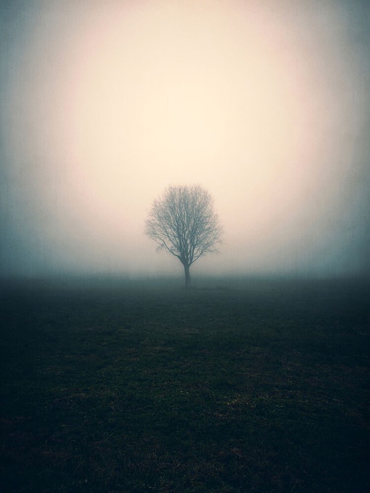 Lone Tree in Fog art print by Angelo Cerantola for $57.95 CAD