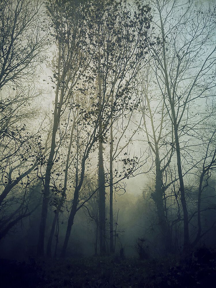 Atmospheric Forest Mist art print by Angelo Cerantola for $57.95 CAD