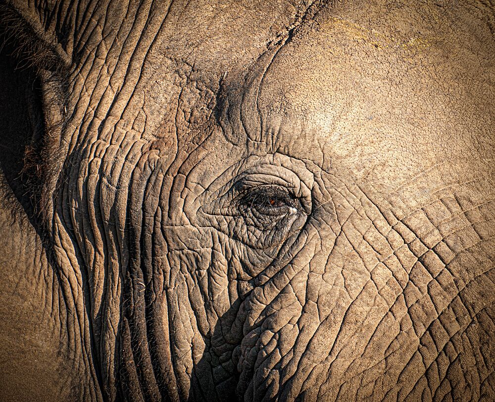 Wise Elephant Eye art print by Sophie B for $57.95 CAD