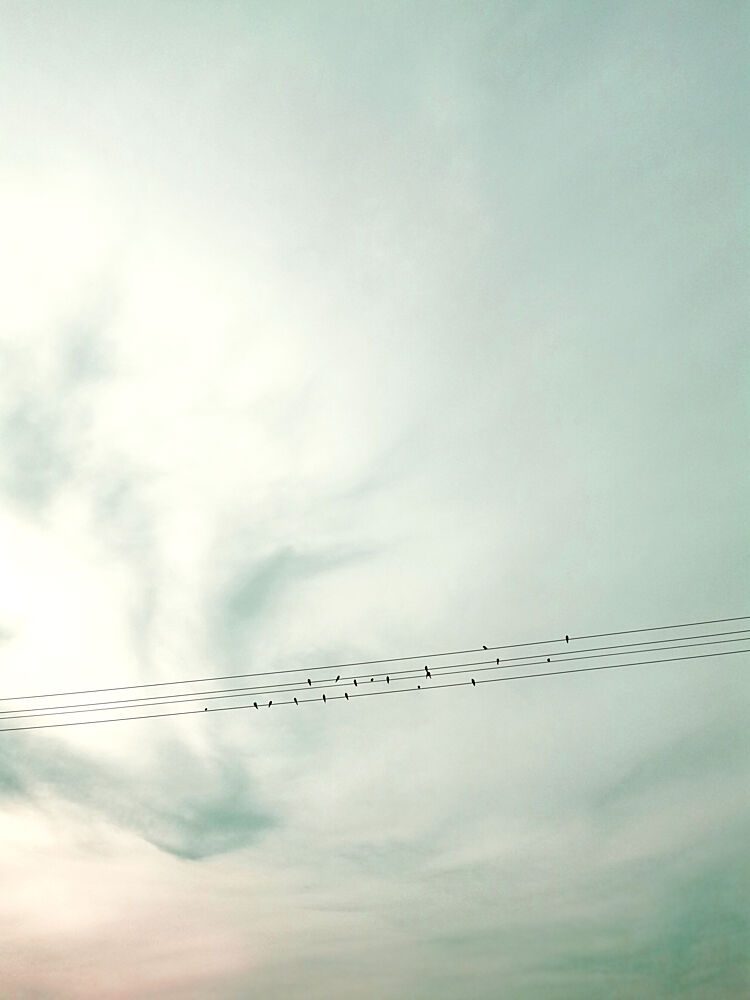 Birds on Wires Pastel Sky art print by Angelo Cerantola for $57.95 CAD