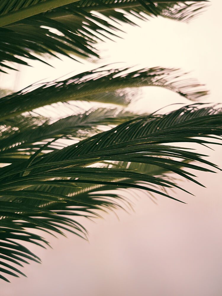 Soft Light Palms art print by Angelo Cerantola for $57.95 CAD