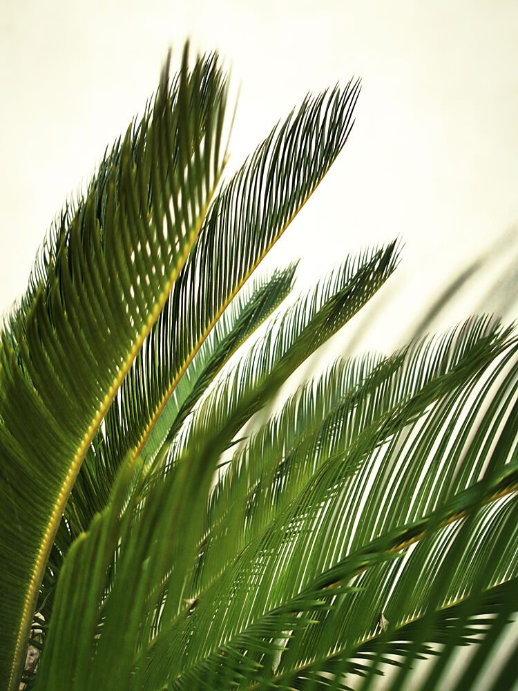 Green Palm Leaves art print by Angelo Cerantola for $57.95 CAD