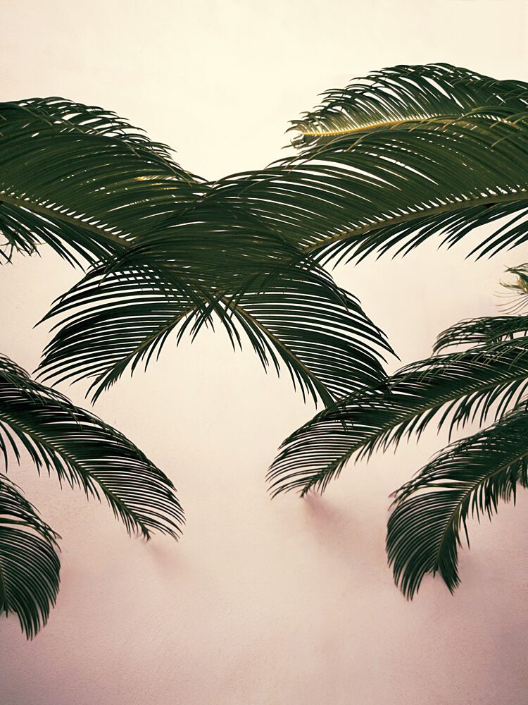 Minimal Palm Leaves art print by Angelo Cerantola for $57.95 CAD