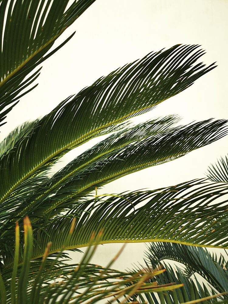 Vibrant Palm Fronds art print by Angelo Cerantola for $57.95 CAD