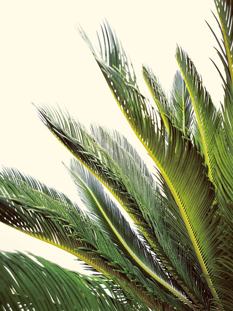 Vibrant Tropical Palm Fronds art print by Angelo Cerantola for $57.95 CAD