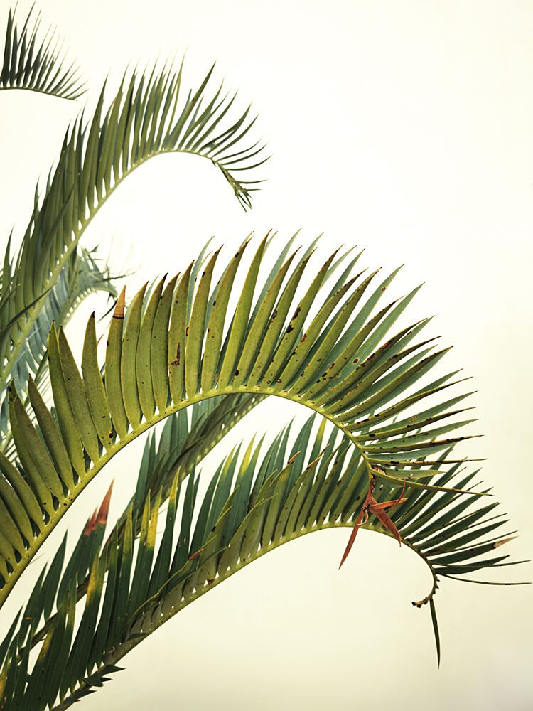 Organic Palm Leaves art print by Angelo Cerantola for $57.95 CAD