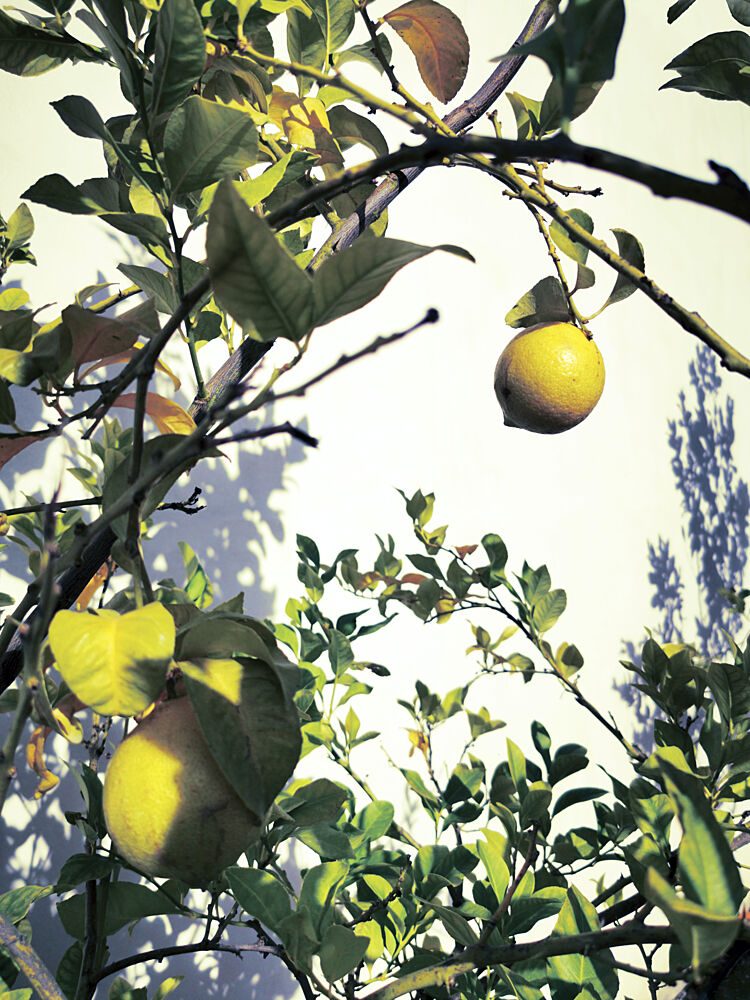 Sunlit Lemon Branches art print by Angelo Cerantola for $57.95 CAD