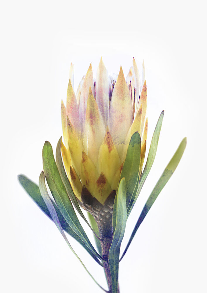 Golden Protea Bloom art print by Lila and Lola for $57.95 CAD