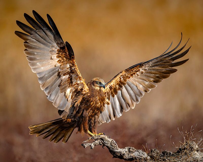 Majestic Raptor Landing art print by Ruzhdi Ibrahimi for $57.95 CAD