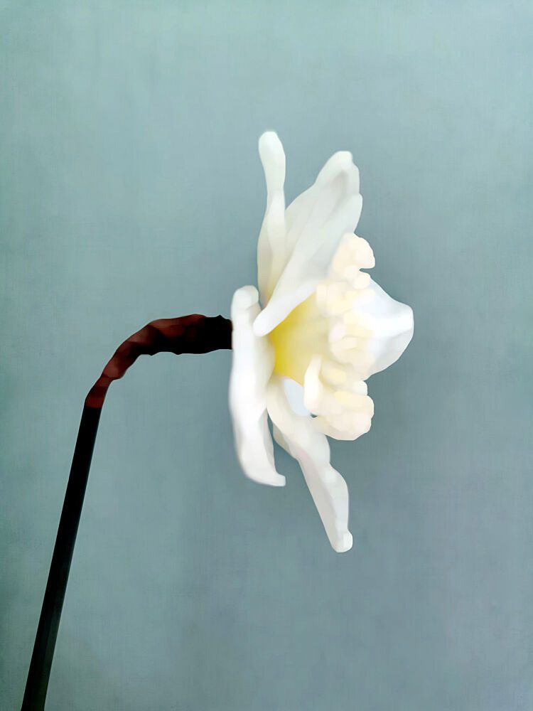 Soft White Daffodil art print by Angelo Cerantola for $57.95 CAD