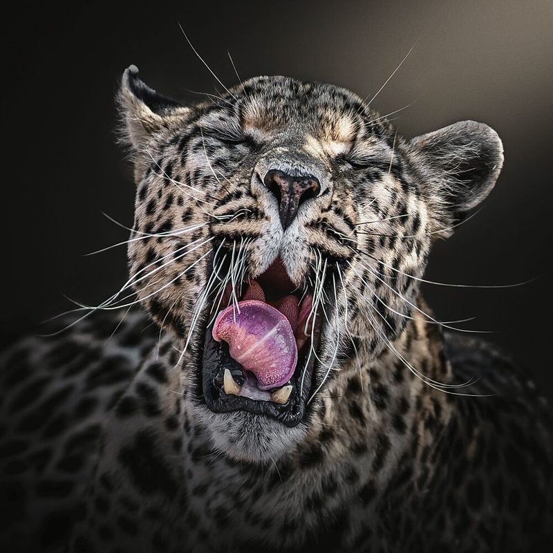Majestic Leopard Yawning art print by Nichole Chen for $57.95 CAD