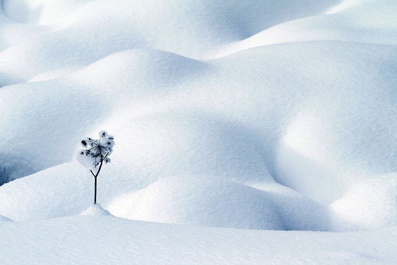 Solitary Snow Plant art print by Angelika Vogel for $57.95 CAD