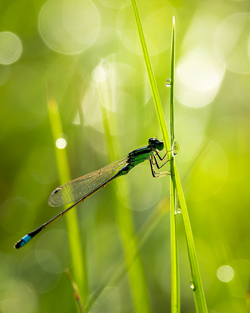 Damselfly on Morning Dew art print by Kohagi for $57.95 CAD