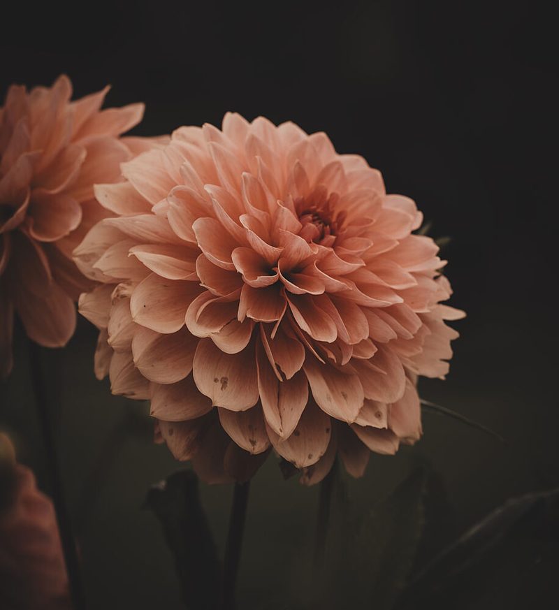 Soft Peach Dahlias art print by Photobycamillajohansson for $57.95 CAD