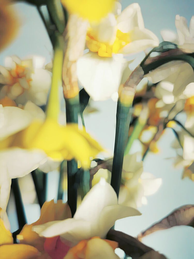 Soft Spring Daffodils art print by Angelo Cerantola for $57.95 CAD