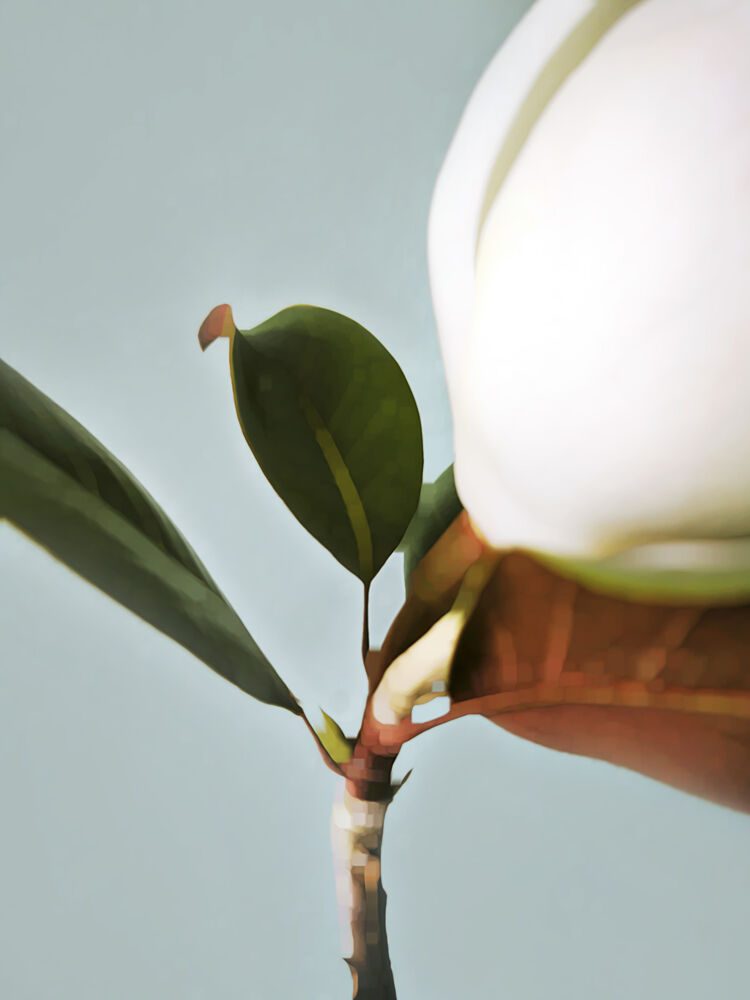 Growing White Flower Bud art print by Angelo Cerantola for $57.95 CAD