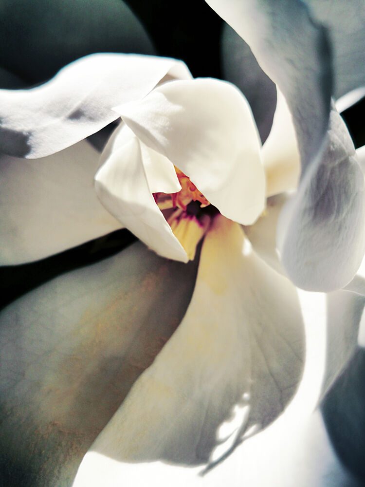 White Magnolia Bloom art print by Angelo Cerantola for $57.95 CAD