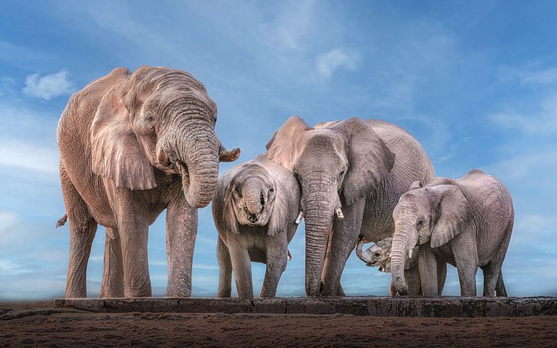 Elephant Family Safari art print by Nichole Chen for $57.95 CAD