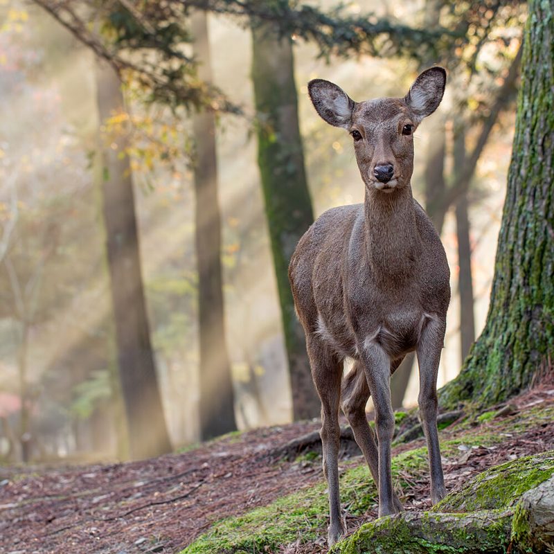 Deer in Morning Light art print by Kenshi2009 for $57.95 CAD