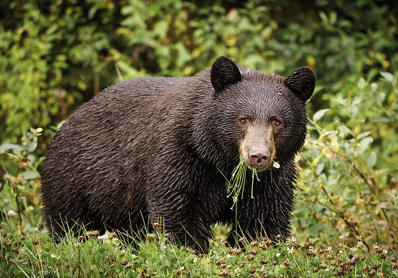 Wild Black Bear Foraging art print by Bigeyes for $57.95 CAD